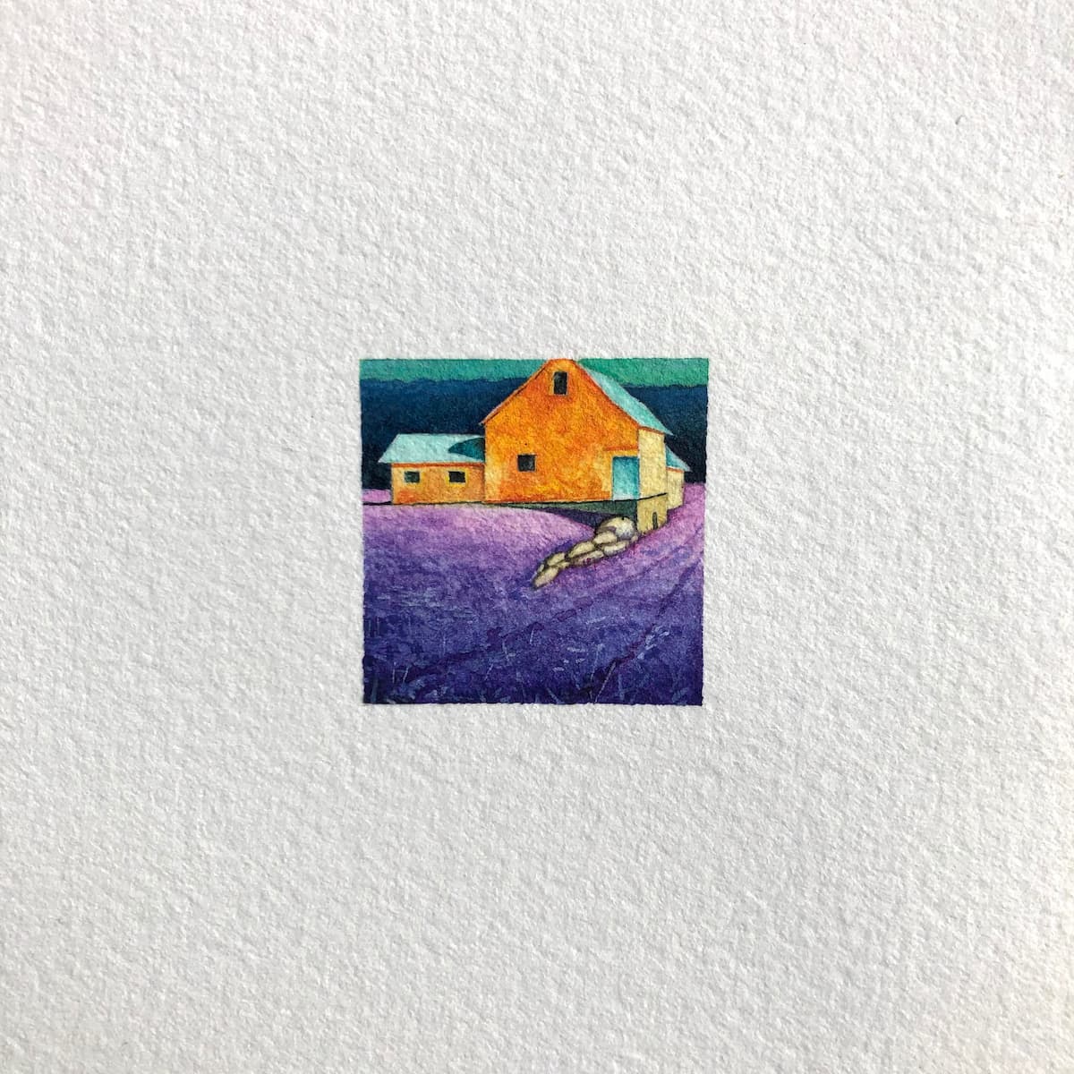 Miniatura lavanda, vista frontale